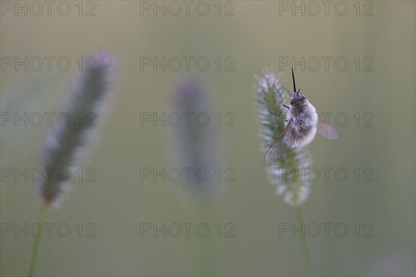 Large bee fly