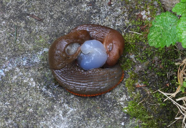 Red Slug