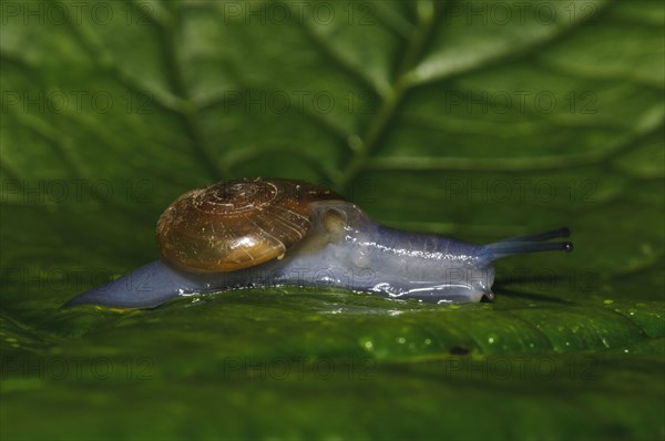 Dark-bodied Glass-snail