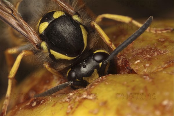 German Wasp