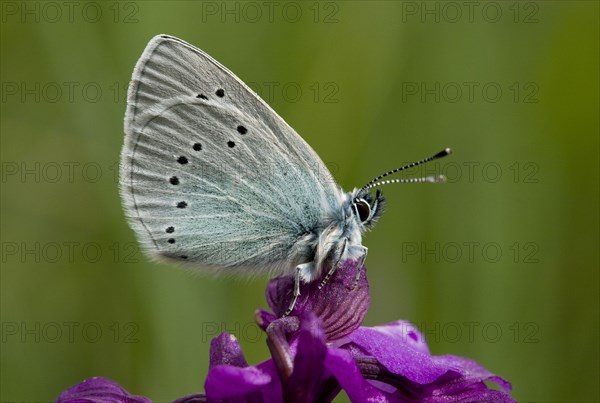 Green-bottomed green-underside blue