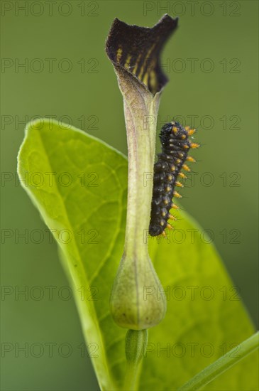 Southern Festoon