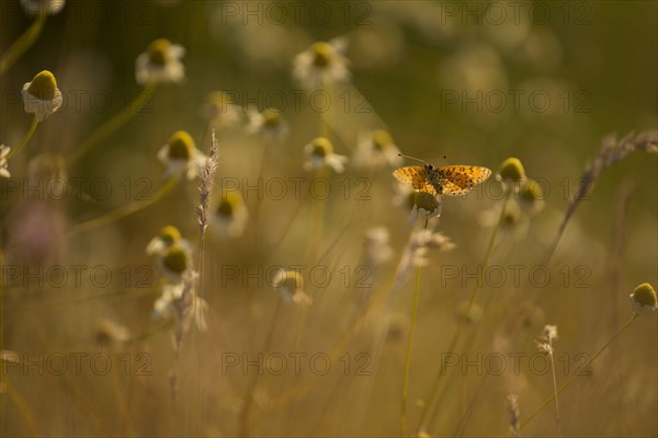 Spotted Fritillary