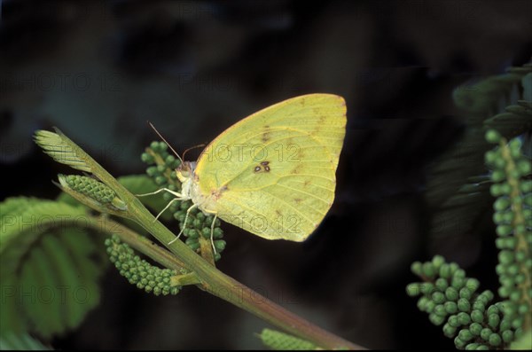 African migrant