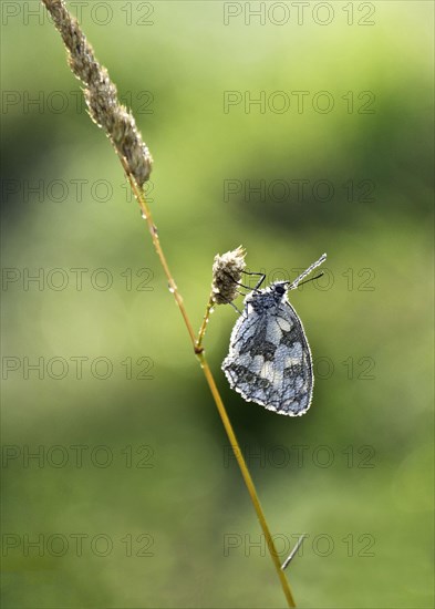 Marbled White