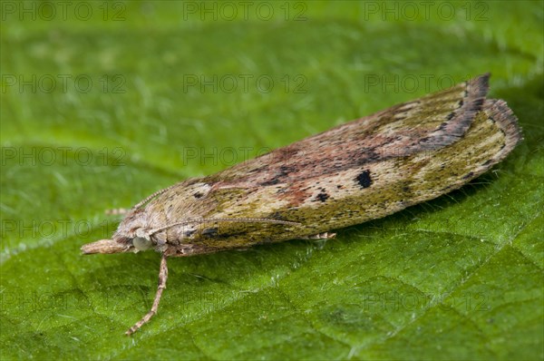 Bee Moth