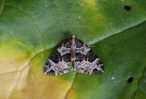 Small phoenix moth