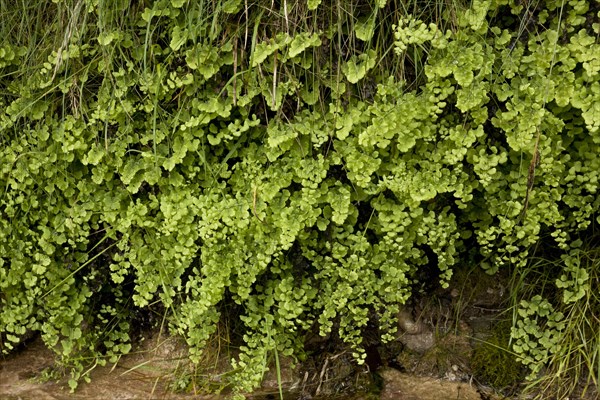 Southern Maidenhair Fern