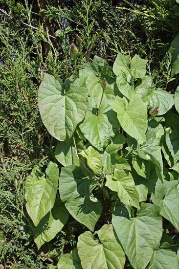 Hedge Bindweed