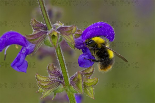 Early Bumblebee