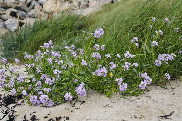 Northern Rock-cress