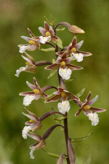 Marsh Helleborine