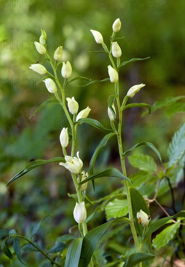 Cephalanthera alba