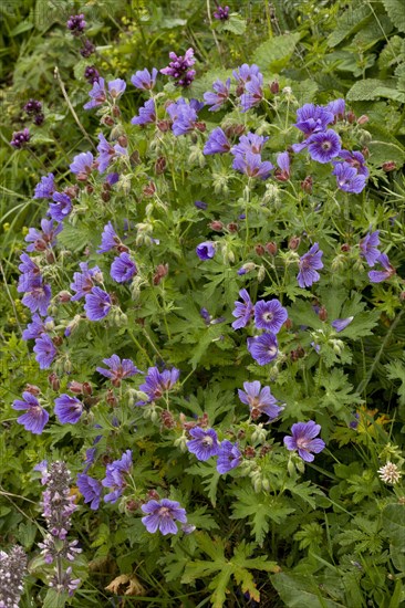 Caucasian caucasian cranesbill