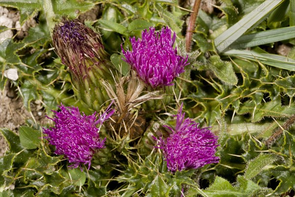 Dwarf Thistle