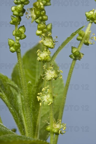 Dog's mercury