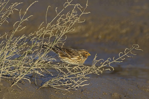 Twite