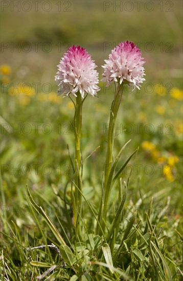 Vanilla Orchid