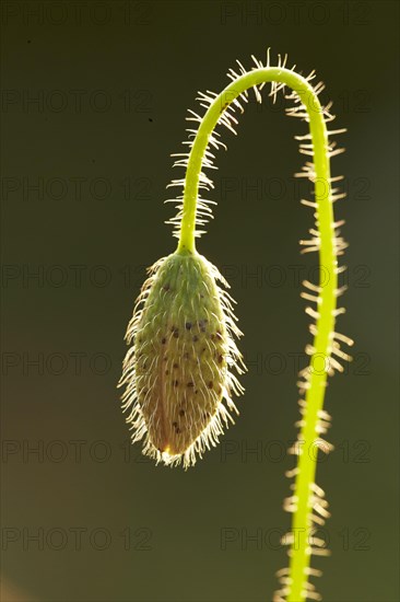 Poppy flowers