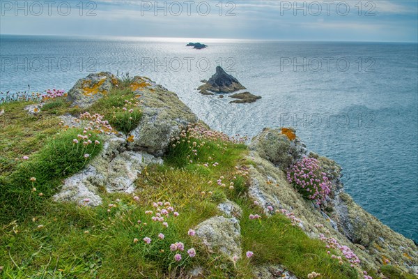 Flowering sea thrift