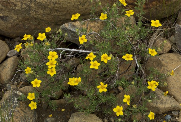 Shrubby Cinquefoil