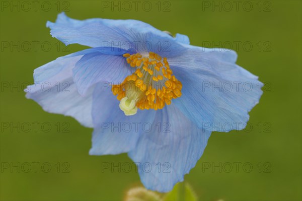 Blue Poppy