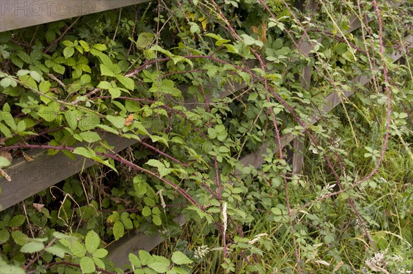 Blackberry bushes grow through fences