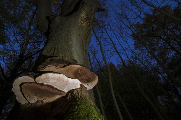 Fruiting bodies of the artist's mushroom