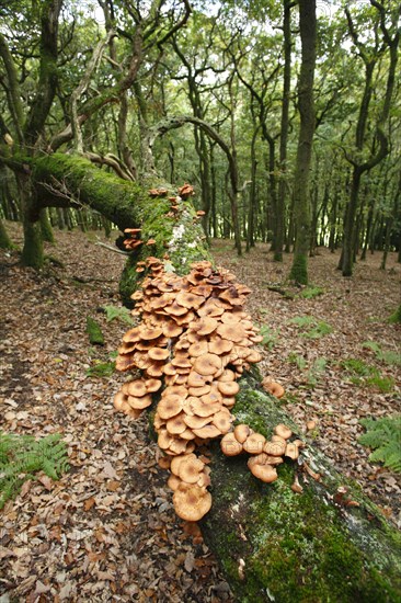 Fruiting body of honey fungus