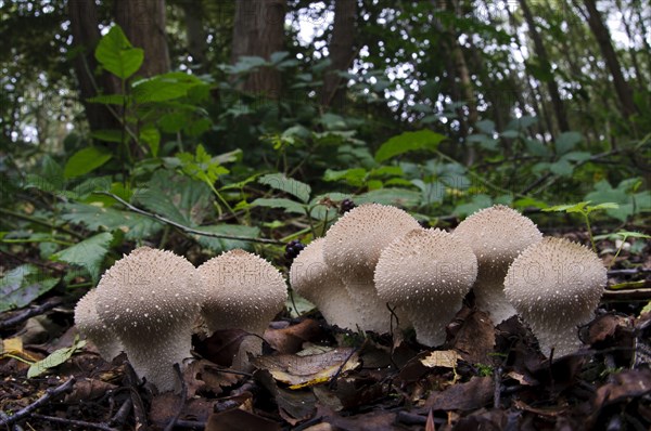 Common Puffball