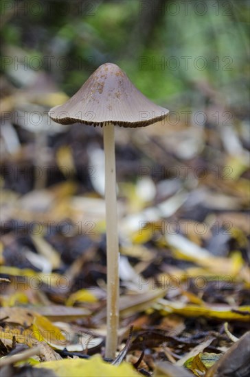 Conical fruiting body of Brittlestem