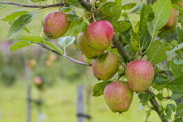 Apple tree