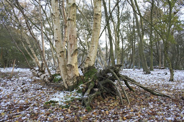 Silver Birch