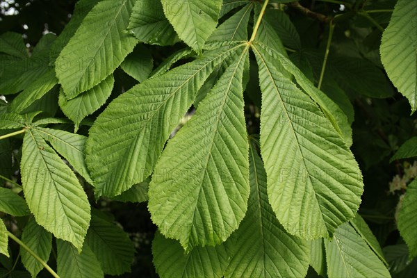 Horse Chestnut