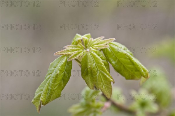 Field maple