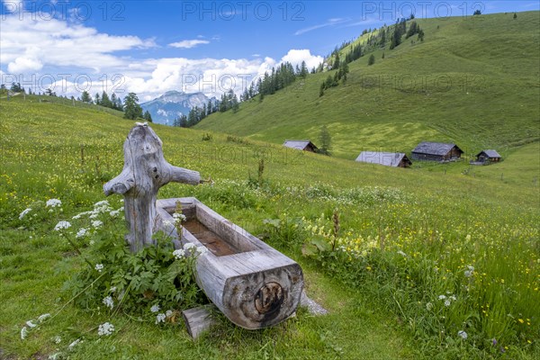 Wooden drinking trough on the Postalm in the Salzkammergut