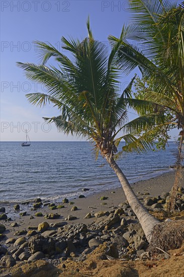 Coconut palms