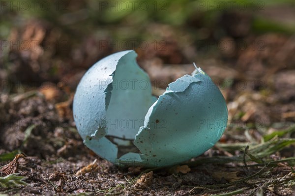 Empty broken bluish-green blackbird