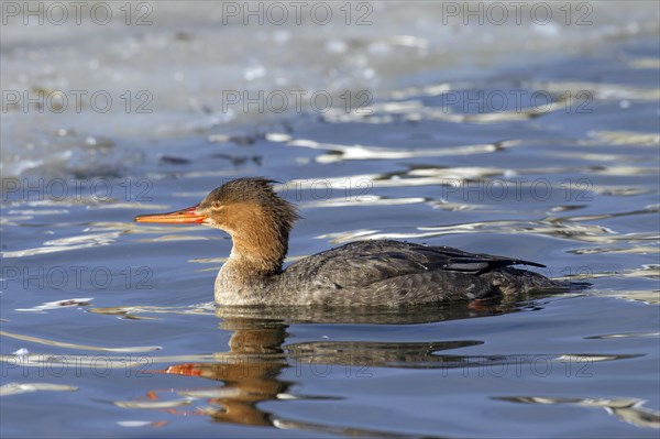 Female red-breasted merganser