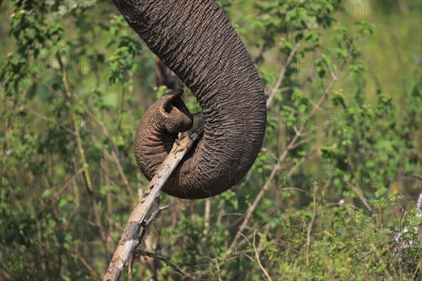 Sri Lankan elephant