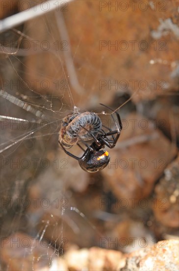 False widow