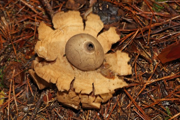 Ruffed Earth Star