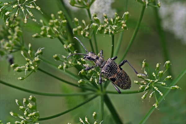 Black-spotted pincer