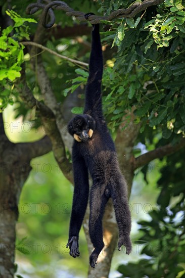 Yellow Cheeked Gibbon