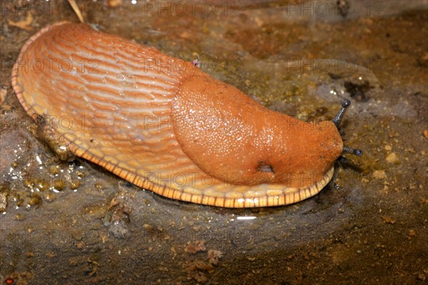 Red slug