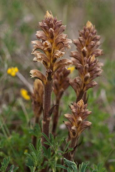 Gamander broomrape