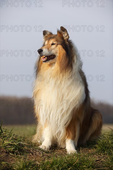 Scottish shepherd dog