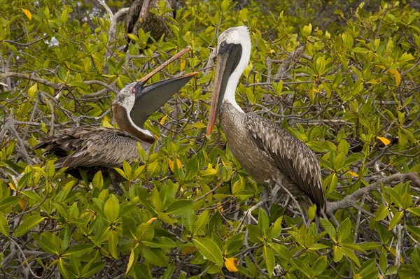 Marine pelican