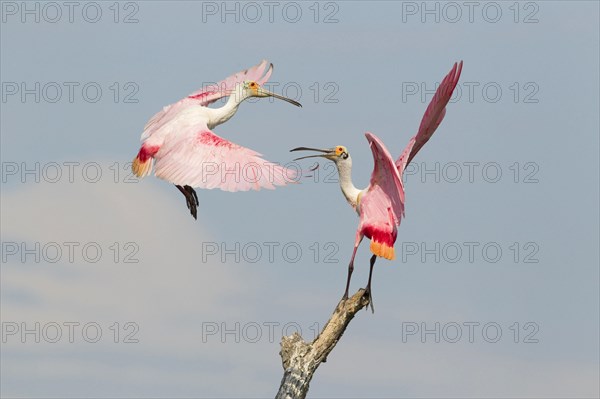 Roseate roseate spoonbill