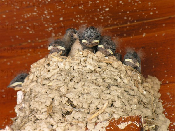 Barn Swallow